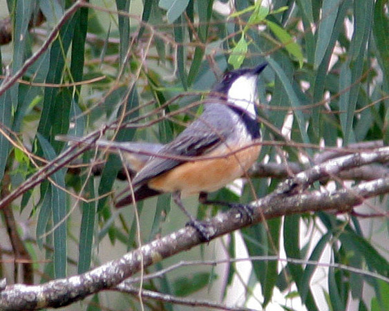 Rufous Whistler (Pachycephala rufiventris)
