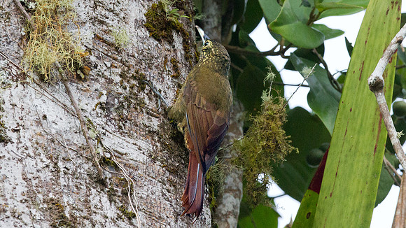 Olive-backed Woodcreeper (Xiphorhynchus triangularis)
