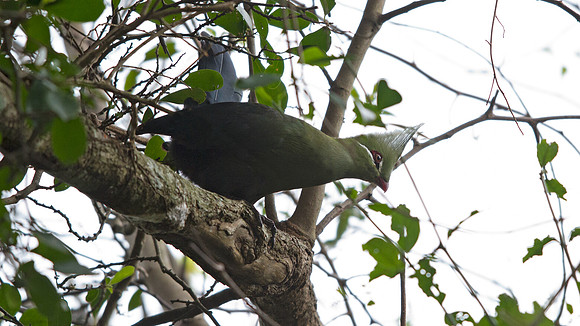 Livingstone's Turaco (Tauraco livingstonii)
