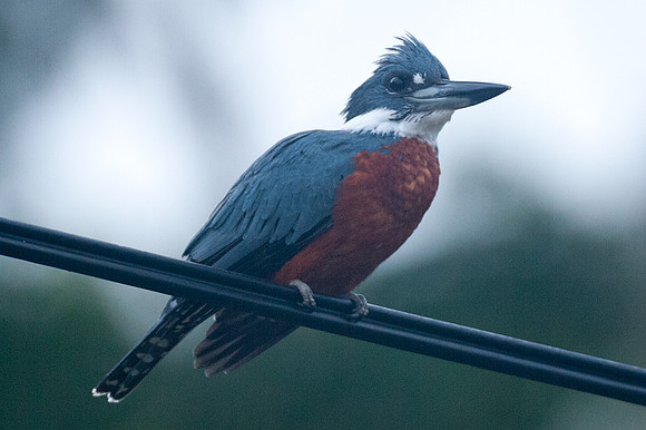 Ringed Kingfisher (Megaceryle torquata) male