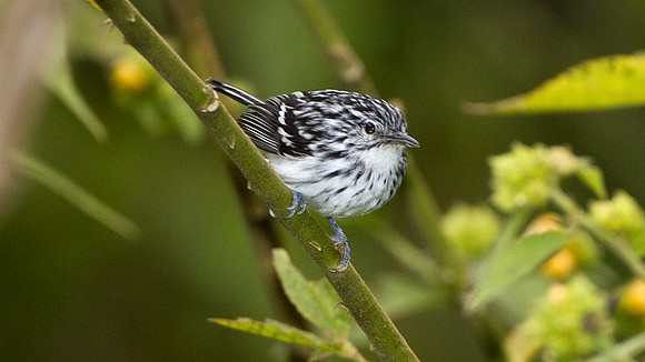 Stripe-chested Antwren (Myrmotherula longicauda)