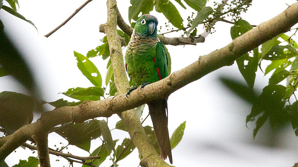 Maroon-tailed Parakeet (Pyrrhura melanura)