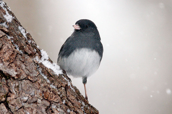 Dark-eyed Junco (Junco hyemalis)