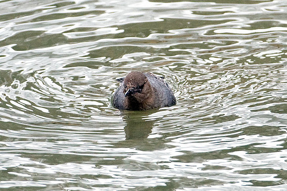 American Dipper (Cinclus mexicanus)