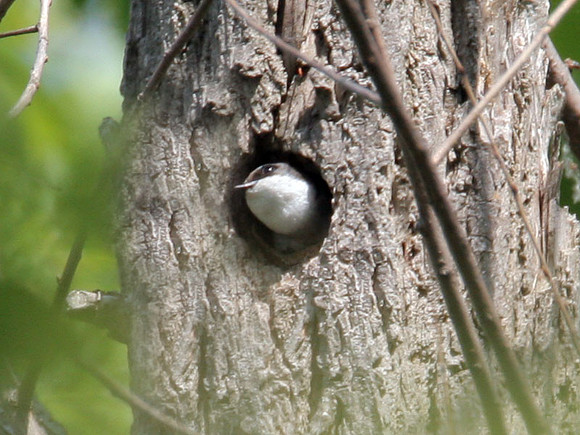 Tree Swallow (Tachycineta bicolor)