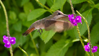 Ruby-topaz Hummingbird (Chrysolampis mosquitus) female