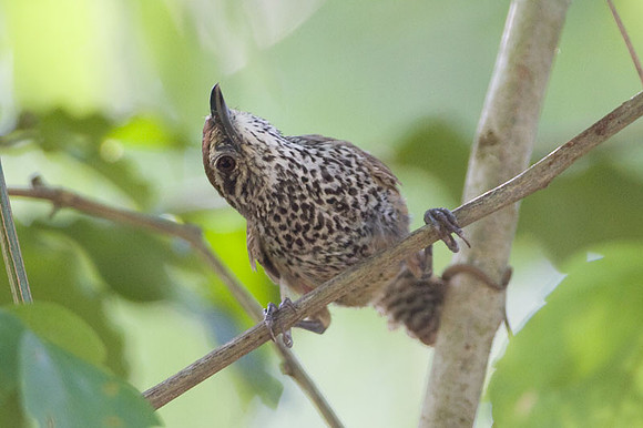 Spot-breasted Wren (Pheugopedius maculipectus)