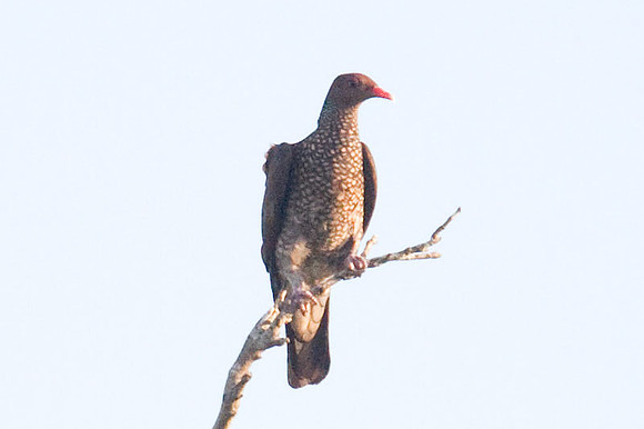 Scaled Pigeon (Patagioenas speciosa)