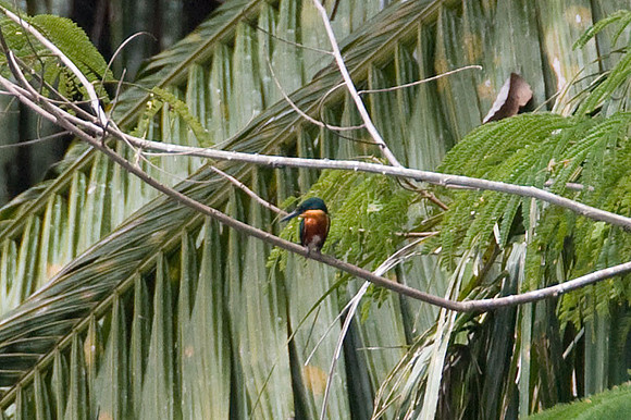 American Pygmy Kingfisher (Chloroceryle aenea) male