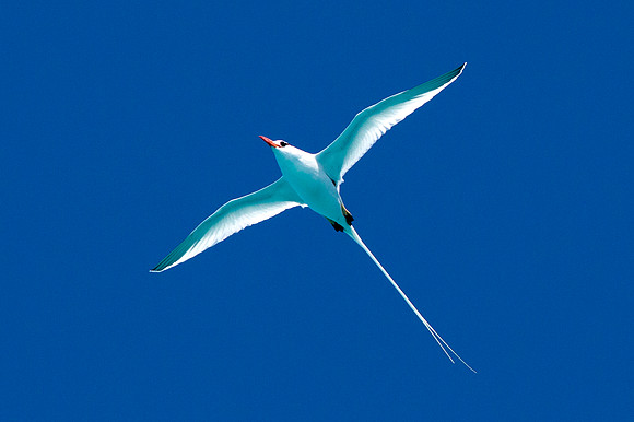 Red-billed Tropicbird (Phaethon aethereus)