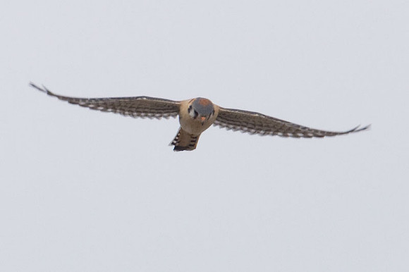 American Kestrel (Falco sparverius)