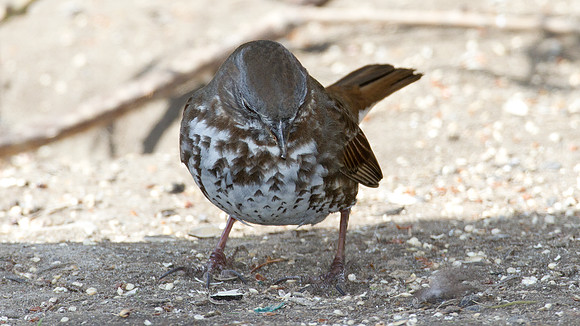 California Towhee (Melozone crissalis)