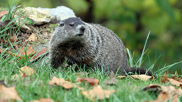 Groundhog (Marmota monax)