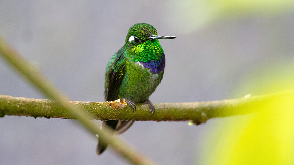Purple-bibbed Whitetip (Urosticte benjamini)