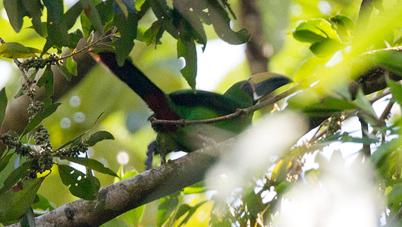 Emerald Toucanet (Aulacorhynchus prasinus)