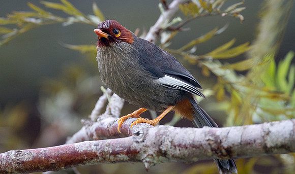 Chestnut-hooded Laughingthrush (Rhinocichla treacheri)