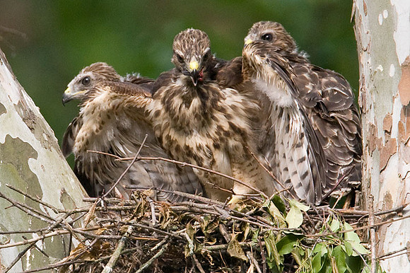 Red-shouldered Hawk (Buteo lineatus) juvenile