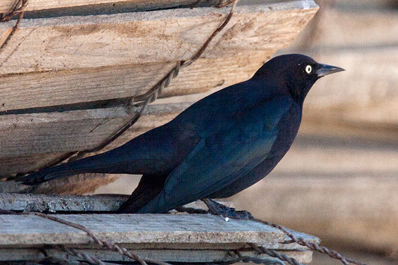 Brewer's Blackbird (Euphagus cyanocephalus)