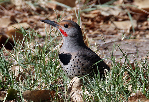 Northern Flicker (Red-shafted) (Colaptes auratus)