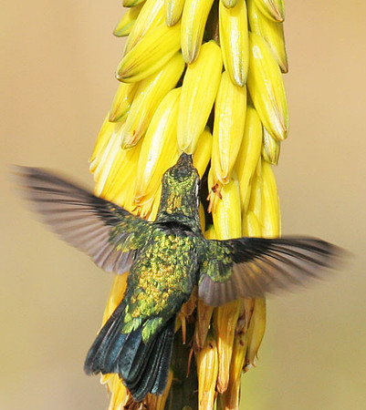 Blue-tailed Emerald (Chlorostilbon mellisugus) male