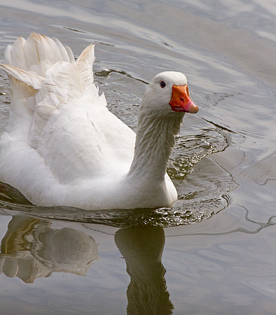 Snow Goose (Chen caerulescens) also known as Blue Goose