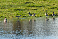 1 Wigeon and 6 Black-tailed Godwits (Limosa limosa)