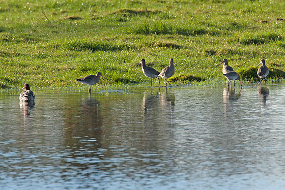 1 Wigeon and 6 Black-tailed Godwits (Limosa limosa)