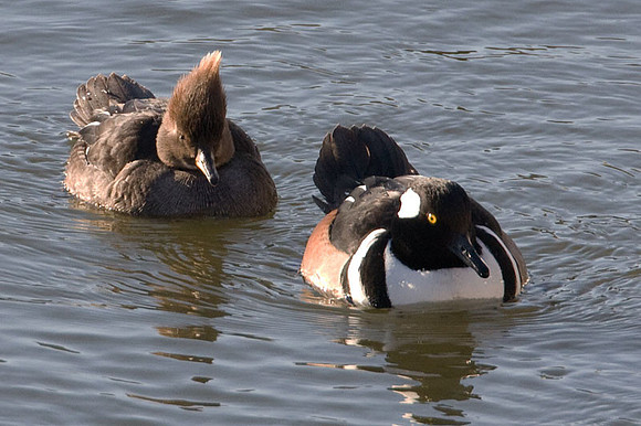 Hooded Merganser (Lophodytes cucullatus) male and female