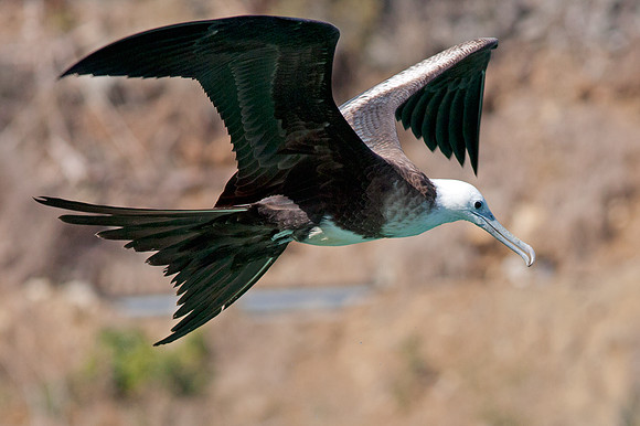 Magnificent Frigatebird (Fregata magnificens) Immature