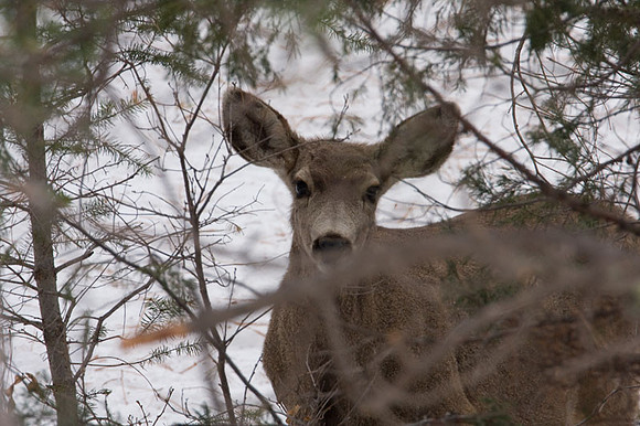 White-tailed Deer (Odocoileus virginianus) also known as Virginia Deer or Whitetail