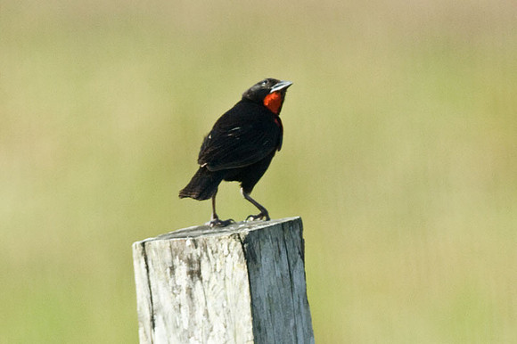 Red-breasted Blackbird (Sturnella militaris)