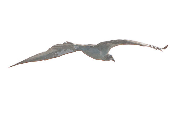 Osprey (Pandion haliaetus)