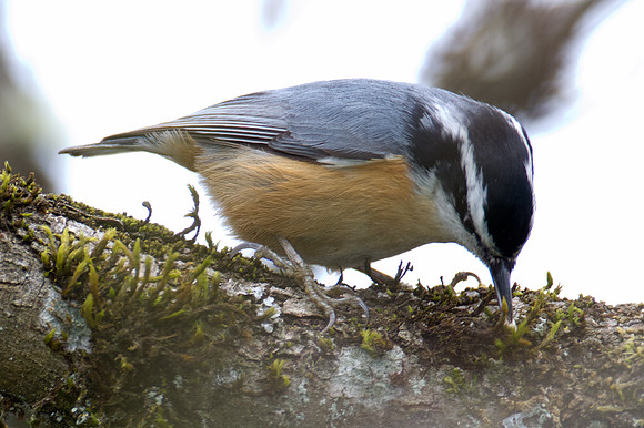 Red-breasted Nuthatch (Sitta canadensis)