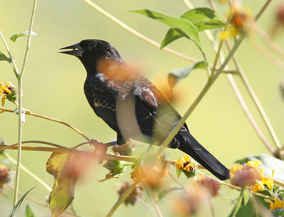 Red-winged Blackbird (Agelaius phoeniceus) juvenile male