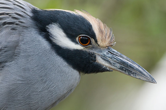 Yellow-crowned Night Heron (Nyctanassa violacea)