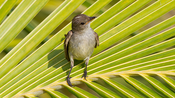 Caribbean Elaenia (Elaenia martinica)