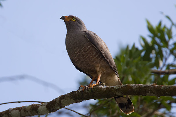 Roadside Hawk (Buteo magnirostris)