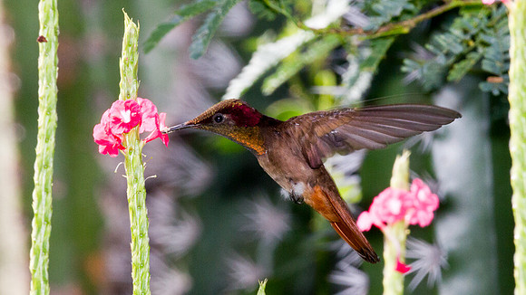 Ruby-topaz Hummingbird (Chrysolampis mosquitus) male