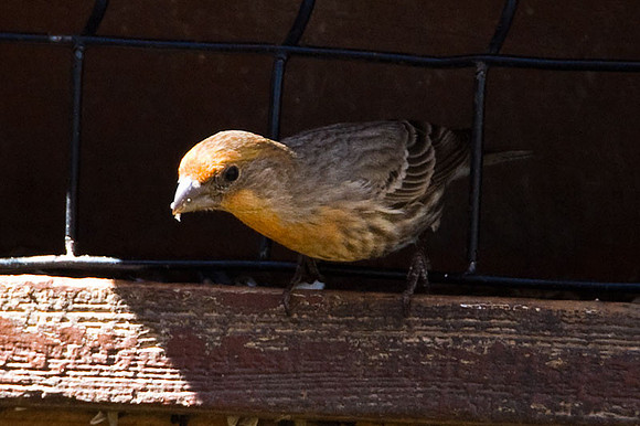 House Finch (Carpodacus mexicanus) male