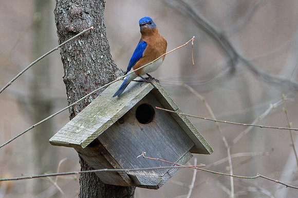 Eastern Bluebird (Sialia sialis) Male