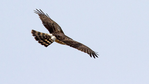 Hen Harrier (Circus cyaneus) also known as Northern Harrier