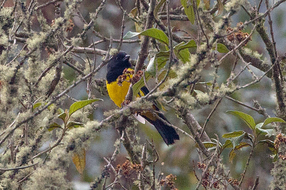 Black-chested Mountain-tanager (Buthraupis eximia)