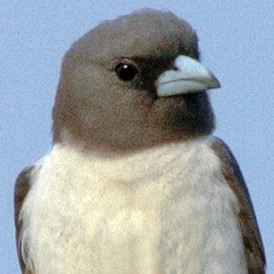 White-breasted woodswallow (Artamus leucorynchus)