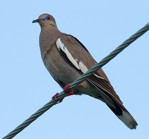 White-winged Dove (Zenaida asiatica)