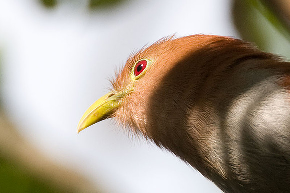 Squirrel Cuckoo (Piaya cayana)