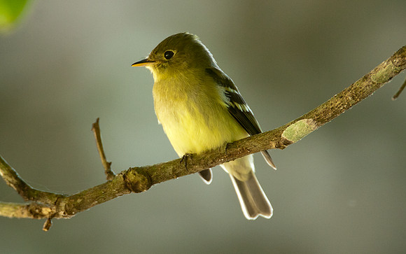 Yellow-bellied Flycatcher (Empidonax flaviventris)