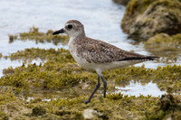 Semipalmated Sandpiper (Calidris pusilla)