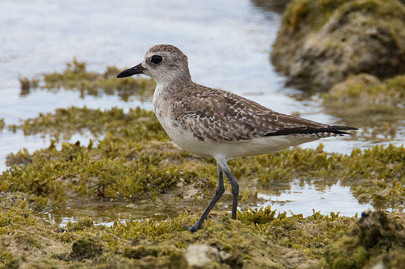 Semipalmated Sandpiper (Calidris pusilla)