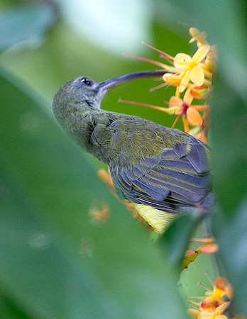 Little Spiderhunter (Arachnothera longirostra)