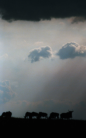 1988 Africa wildbeast img471